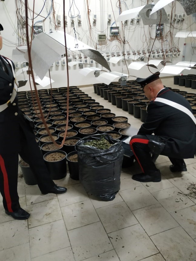 Scoperto dai Carabinieri di Cortona un capannone per la coltivazione intensiva di marijuana