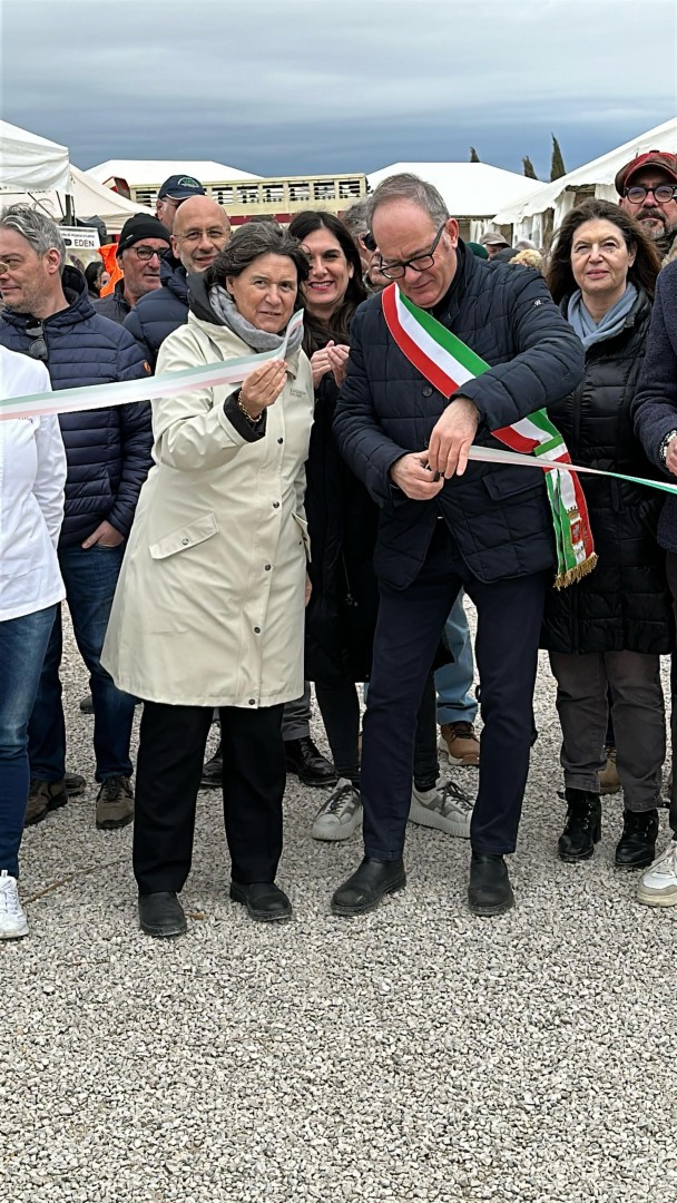 Cortona, Fratticciola capitale della Chianina con la 70^ Mostra del Vitellone