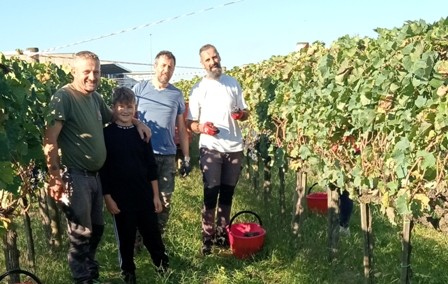 La vendemmia di Roberto
