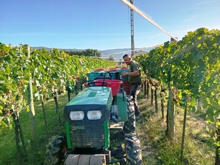 La vendemmia di Roberto
