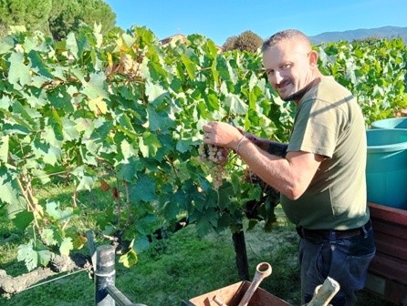 La vendemmia di Roberto