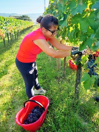 La vendemmia di Roberto