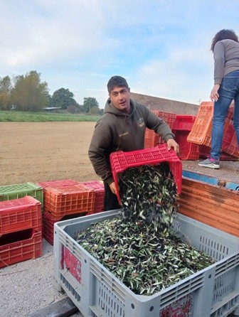 In Val di Loreto pace ed olio vanno a braccetto