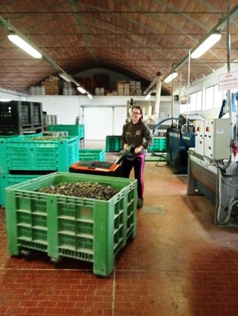 In Val di Loreto pace ed olio vanno a braccetto