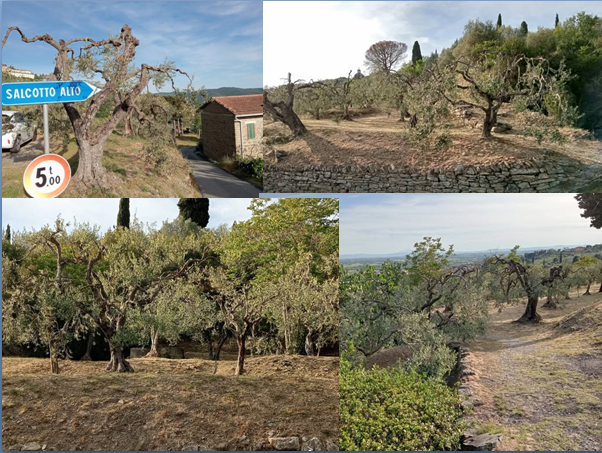 Il  "Giardino degli ulivi di Adriano"