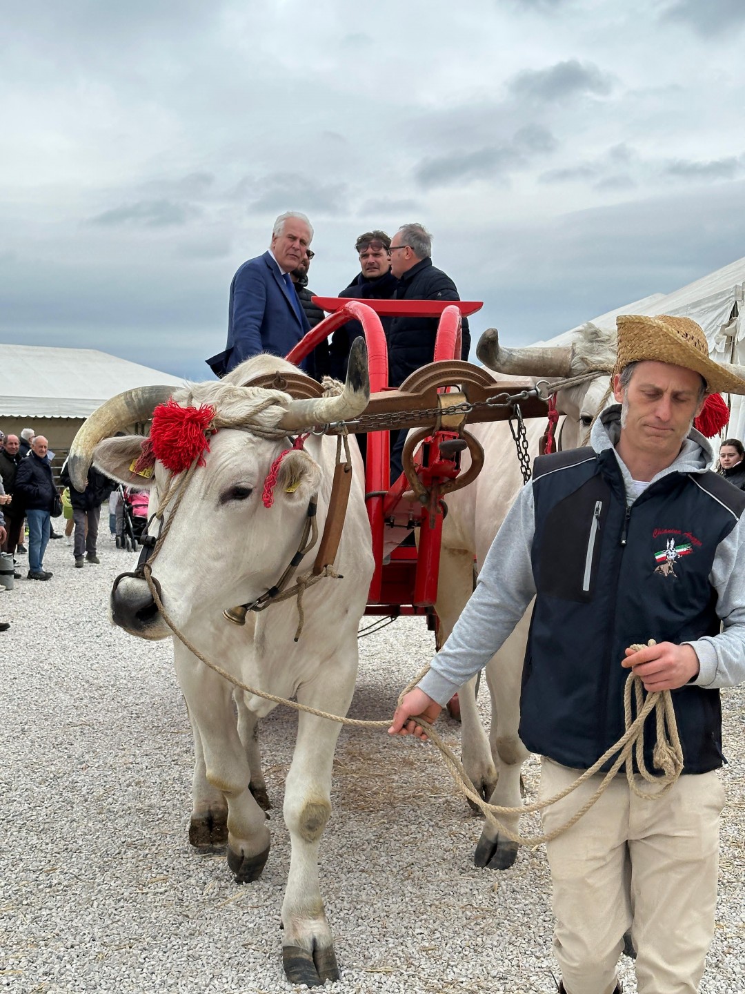 Cortona, Fratticciola capitale della Chianina con la 70^ Mostra del Vitellone