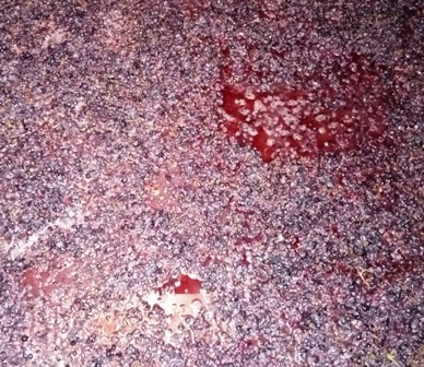La vendemmia di Roberto