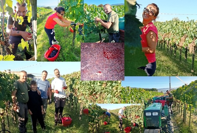 La vendemmia di Roberto