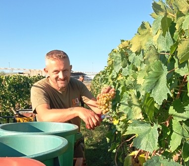 La vendemmia di Roberto
