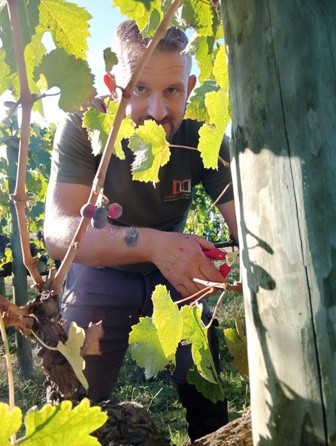 La vendemmia di Roberto