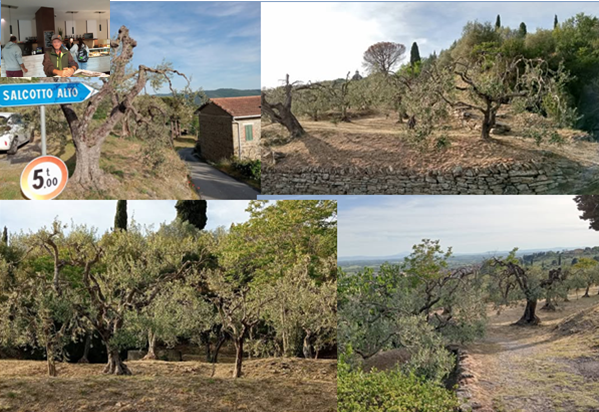 Il  "Giardino degli ulivi di Adriano"