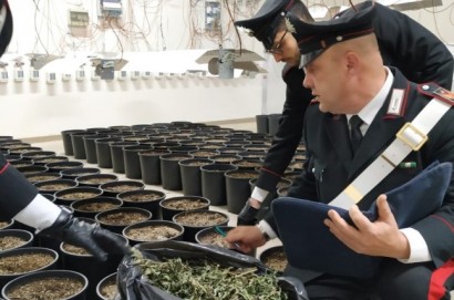 Scoperto dai Carabinieri di Cortona un capannone per la coltivazione intensiva di marijuana
