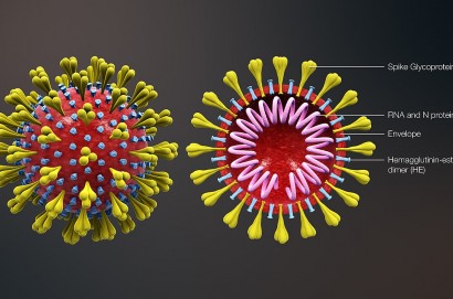 Coronavirus, le donne meno colpite degli uomini: differenze di genere sia ormonali che genetiche?