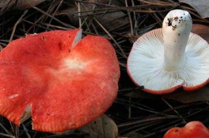 50 casi di intossicazione da funghi: la Asl ribadisce l'importanza di farli controllare allo sportello Micologico a disposizione