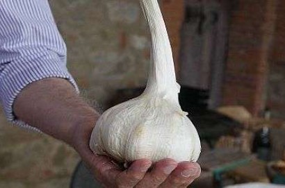 Aglione e Grano 23 salvati dall’estinzione