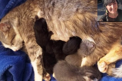 Rossana Capacci e Casa Mauu salvano quattro gattini
