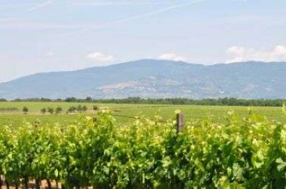 La Regione autorizza 895 viticoltori all'impianto di 600 ettari di nuovi vigneti