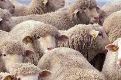 Morte 15 pecore in tre allevamenti aretini per il virus della lingua blu