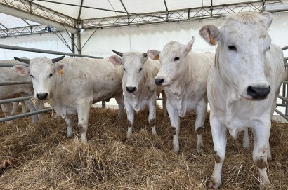 Cortona, Fratticciola capitale della Chianina con la 70^ Mostra del Vitellone