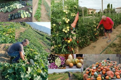 Orti cortonesi delle meraviglie: visita a quello di Enzo Apolli e di Mauro Macigni