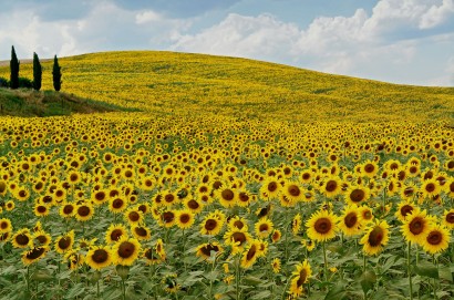 Meglio un campo di girasoli o un campo di pannelli fotovoltaici?