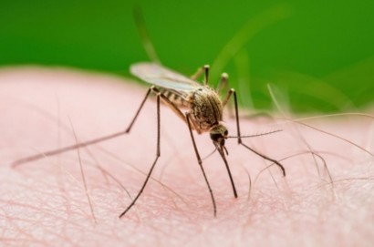 Primo caso autoctono di West Nile Virus. È un paziente di Cortona