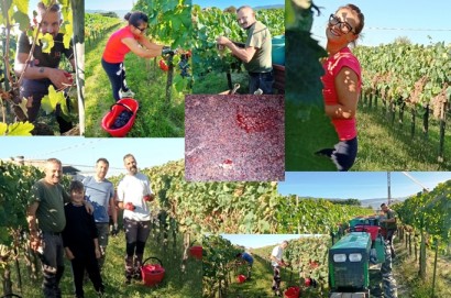 La vendemmia di Roberto