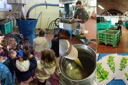 Pulcini, Taratarughe e Orsetti in visita al Frantoio dei Colli di Cortona