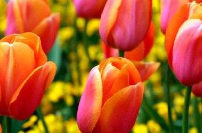 Dai tulipani alla tradizione storia e gastronomica. Castiglione del Lago è in festa