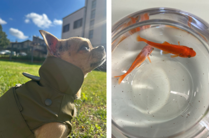 Un compagno di banco a quattro zampe