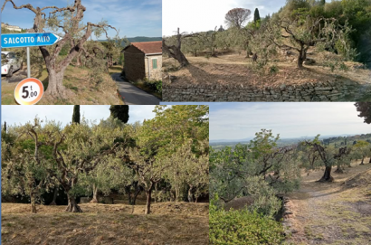 Il  "Giardino degli ulivi di Adriano"