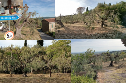 Il  "Giardino degli ulivi di Adriano"