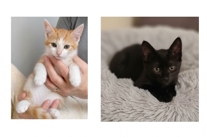 L' IMPEGNO DI CASA MAUU PER I GATTI DI STRADA