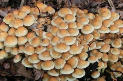 Nei nostri boschi tornano i funghi. La Asl raccomanda attenzione
