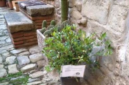 Cortona, la pianta di CasaPound in “Vicolo Polveroso” per ridonare bellezza