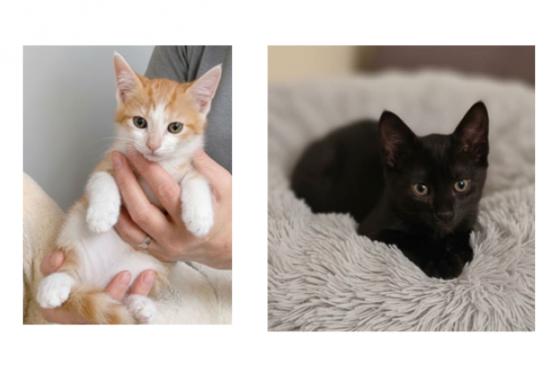 L' IMPEGNO DI CASA MAUU PER I GATTI DI STRADA