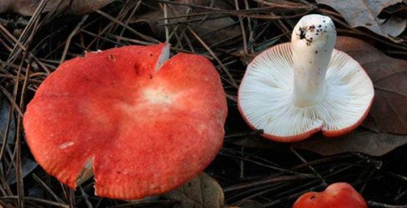 Mangiare funghi in sicurezza: appello dell'Ispettorato Micologico ai cercatori di funghi