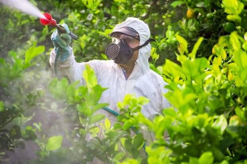 Cortona, caso di Dengue: ordinanza del Sindaco per la disinfestazione delle zanzare