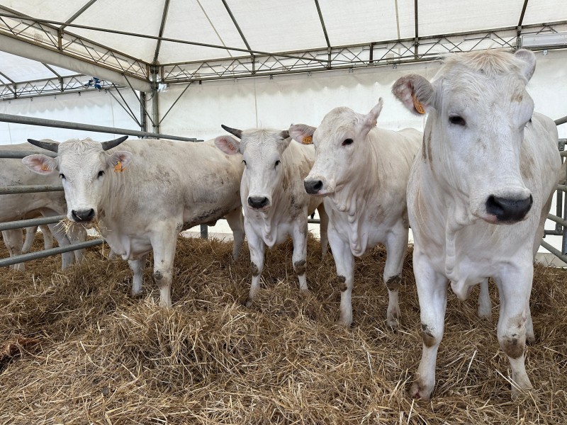 Cortona, Fratticciola capitale della Chianina con la 70^ Mostra del Vitellone