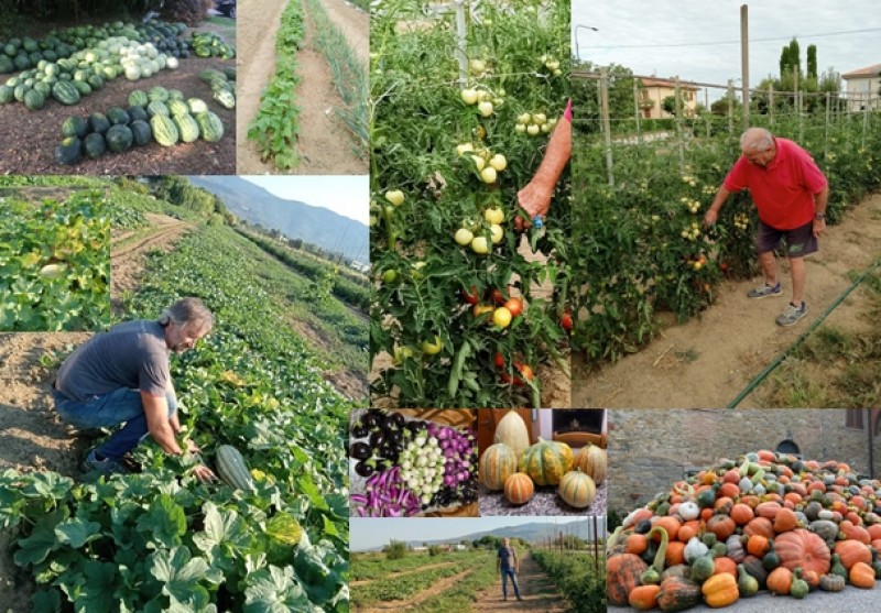 Orti cortonesi delle meraviglie: visita a quello di Enzo Apolli e di Mauro Macigni