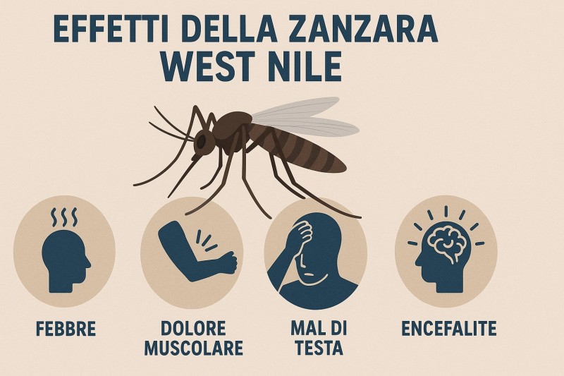 West Nile Virus, casi in aumento come previsto: sorveglianza costante sul territorio