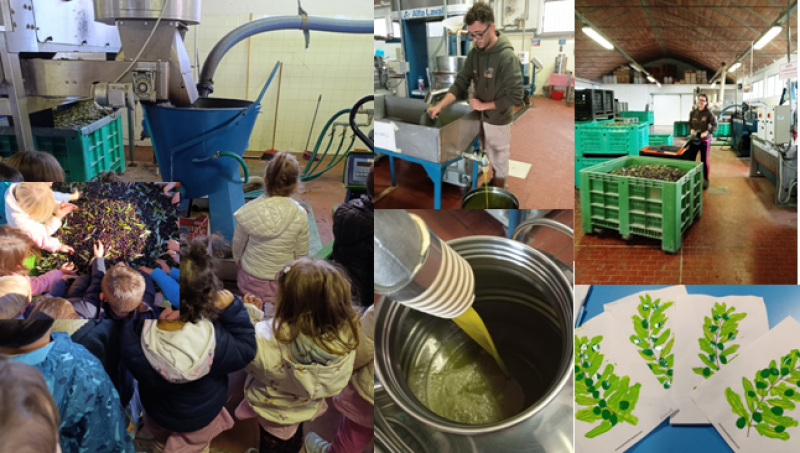 Pulcini, Taratarughe e Orsetti in visita al Frantoio dei Colli di Cortona