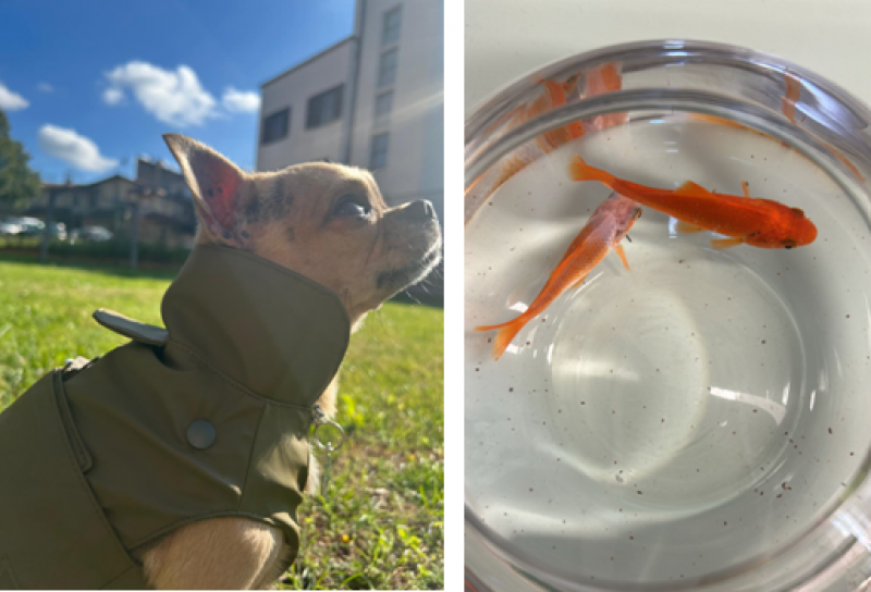 Un compagno di banco a quattro zampe