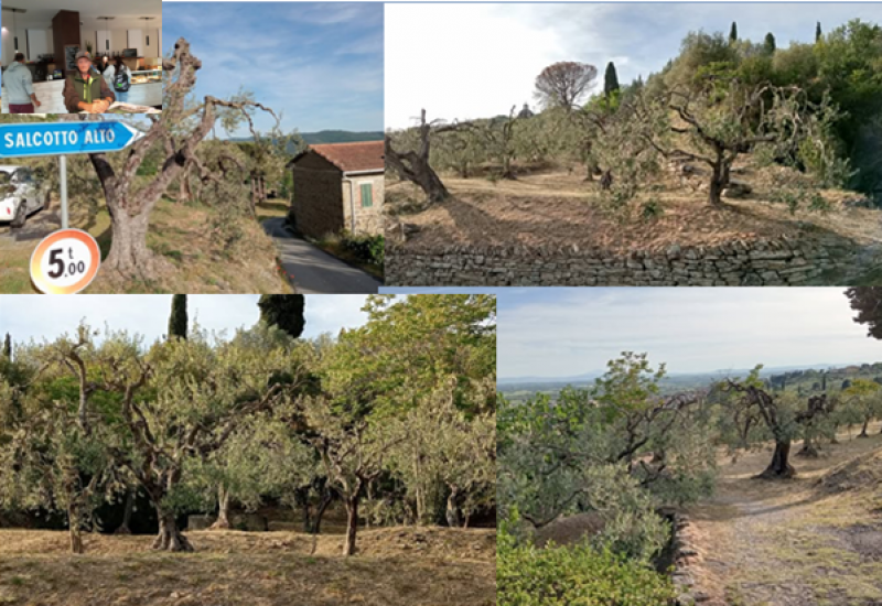 Il  "Giardino degli ulivi di Adriano"