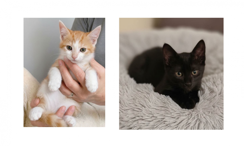 L' IMPEGNO DI CASA MAUU PER I GATTI DI STRADA