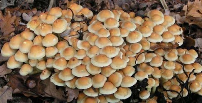 Nei nostri boschi tornano i funghi. La Asl raccomanda attenzione