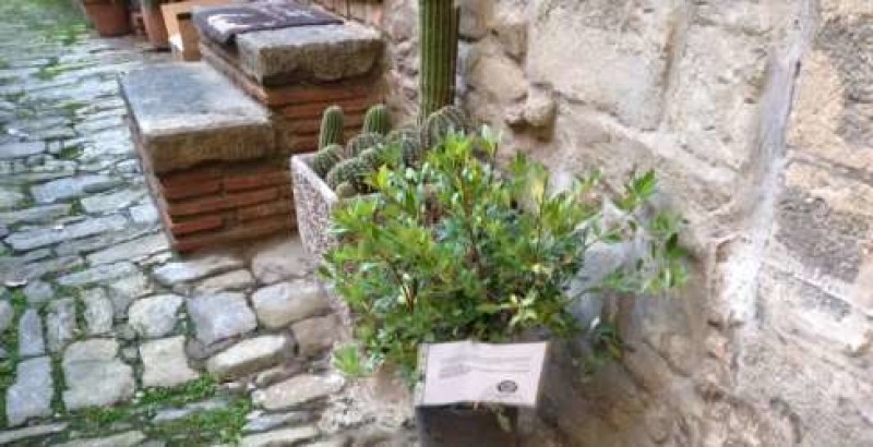 Cortona, la pianta di CasaPound in “Vicolo Polveroso” per ridonare bellezza