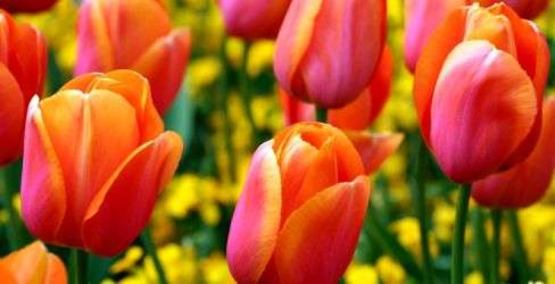 E' partita la festa del tulipano a Castiglione del Lago