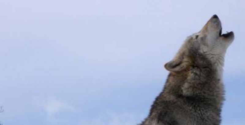 Lupi, in arrivo bando per riconoscimento danni da predazione per il 2017