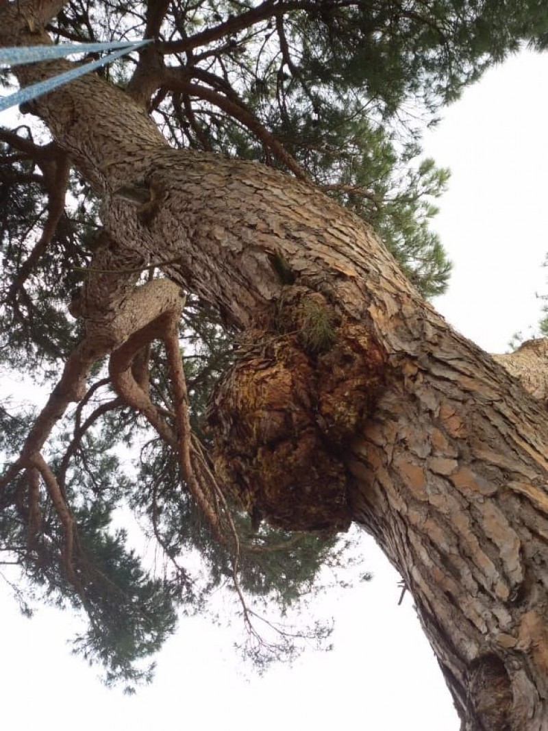 Lavori in corso a Metelliano di Cortona per abbattare un pino domestico.Senso unico alternato sulla SP 35